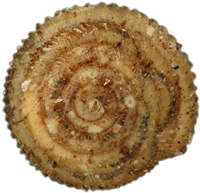 Spermodea lamellataLAMELLSNÄCKA1.7 × 1.8 mm